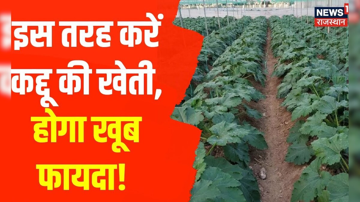 कद्दूवर्गीय सब्जिों की उन्नत खेती, इस तरह करें खेती तो हो सकता है फायदा । Farmers News – News18 हिंदी