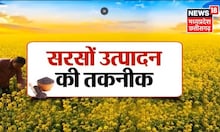 Annadata|  How to earn good income from mustard crop, know the right way of farming.  Mustard |  Farming of Sarson