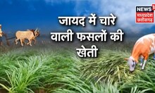 Annadata|  Cultivate Berseem for green fodder for animals, see what is the method of growing Berseem.  Farming