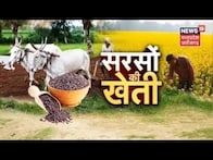 Annadata |  How to sow mustard? Know the scientific technique.  Mustard Cultivation |  Latest News