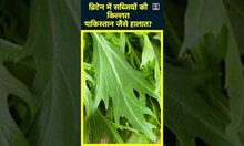 Britain Vegetable Crisis | Supermarket में फल-सब्जियों की खरीब पर लगी सीमा | britain news | #shorts