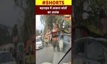 बहराइच में आवारा सांडों का आतंक #shorts
