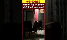 सांड़ों की जम कर लड़ाई का वीडियो वायरल #shorts