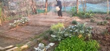 Weather Alert: Bad weather is expected in Purnia till February 4, which may affect these crops