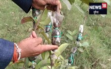 Morena News: ऐसे लगाएं अमरूद के पौधे, जल्दी बढ़ेंगे और फल भी ज्यादा देंगे, जानिए तरीका