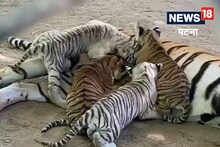 Patna News: पटना चिड़ियाघर में शावक मगध की मौत से छाई मायूस, जानिए वजह