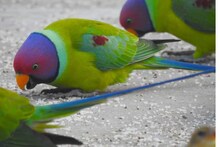 Bharatpur News: बंसी पहाड़पुर में प्लम हैडेड पैराकीट बने आकर्षण का केन्द्र, पर्यटकों के लिए बना सेल्फी प्वाइंट