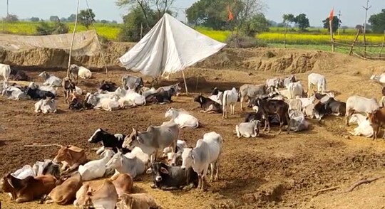 किसानों के सहयोग से बने चारागाह में बैठी गाएं