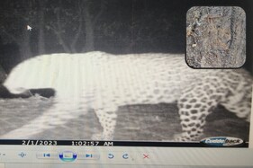 केवलादेव नेशनल पार्क में पैंथर की दस्तक से प्रशासन अलर्ट