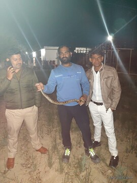 आगरा के एक गांव में स्नेक रेस्क्यू के दौरान पाइथन सांप को पकड़ा गया. 