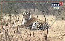 MP News: Be careful if you go to Chitrakoot, tigers can be seen sitting here or crossing the road