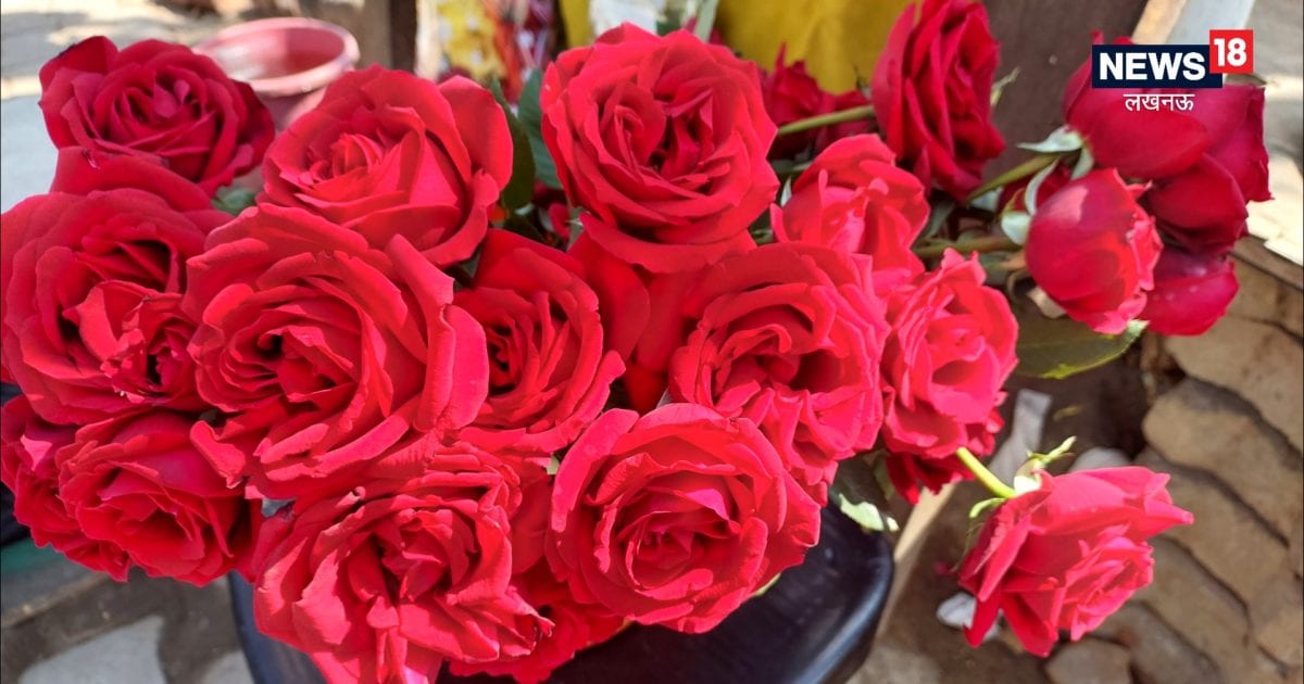 Valentine week rose day rose showing tantrums like a girlfriend rose