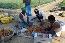 Nalanda News : स्ट्रॉबेरी की खेती से नालंदा को दिलाई नई पहचान, जानिए किसान ने कहां से ली ट्रेनिंग