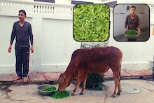 Bharatpur News: For 15 years, Mukesh is engaged in the service of the voiceless, every day he satisfies the hunger of dozens of animals.