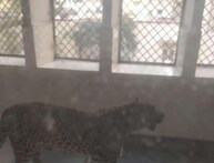 OMG: गाजियाबाद कोर्ट परिसर में घुसा तेंदुआ, कई लोगों को किया जख्मी, Video Viral