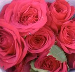 Valentine's Day: देहरादून में इश्क का इजहार कर रहे दिल्ली व MP के गुलाब, पर किस कीमत पर?