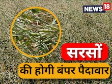 Lakhisarai News: टमाटर का दिया दुख पोछ रहा सरसों, किसानों को अच्छे लाभ की आस