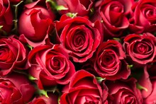 Valentine 2023 : वेलेंटाइन वीक में दोगुने हुए गुलाब के फूल के दाम, दुकानदारों ने बढ़ाया स्टाक