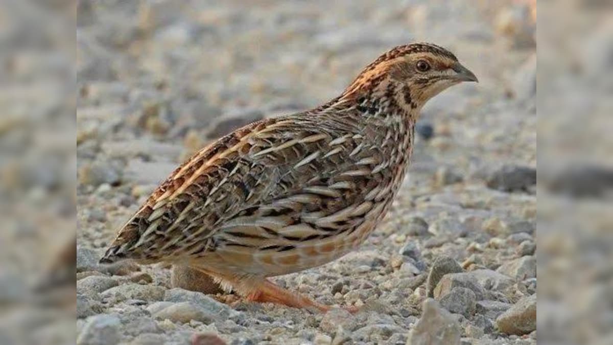 If you are bored with the taste of chicken then taste japanese quail