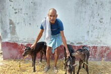 OMG! मुजफ्फरपुर में गाय ने दिया एक साथ 3 बछिया को जन्म, देखने जुट रही भीड़
