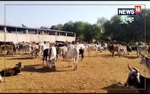 Chitrkoot News: In Bundelkhand the farmers got rid of the Anna cow dynasty, do you know how that happened?