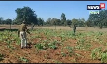 Gumla: खुलेआम हो रही थी अफीम की खेती, पुलिस ने ट्रैक्टर से खेत में लहलहाती फसल को किया नष्ट