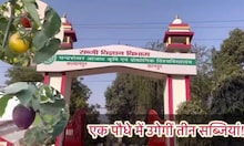 خصوصی: صرف ایک برتن اور ایک پودے میں تین سبزیاں، حیران رہ گئے؟ جانئے سائنس کا یہ معجزہ