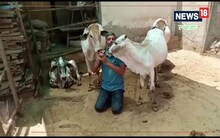 बांसुरी की एक धुन पर मुग्ध होती हैं गाय, जानिए रवि प्रकाश के गौ प्रेम की कहानी