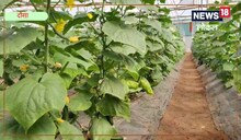 Agriculture News: Farmer started such farming, earning 10 lakhs annually