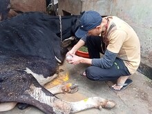Muzaffarnagar News: वीडियो एडिटिंग करनेवाला बना बेजुबान आवारा पशुओं का रखवाला