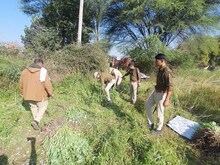 सरसों की फ़सल की आड़ में हो रही थी अफीम की खेती, पुलिस ने पहुंच कर किया नष्ट