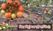 सीएसएयू के कृषि वैज्ञानिकों का कमाल, बिना मिट्टी उगा दीं सब्जियां