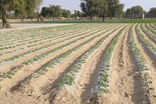 Agriculture News: रेगिस्तान में यह पद्धति खेती के लिए हो रही कारगर, हो रही बंपर पैदावार, जानिए तरीका