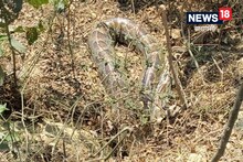वाराणसी में यहां दिखा 12 फीट लंबा अजगर, वन विभाग की टीम पकड़ने में रही नाकाम
