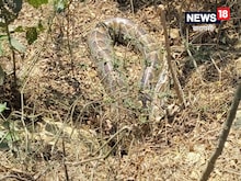 वाराणसी में यहां दिखा 12 फीट लंबा अजगर, वन विभाग की टीम पकड़ने में रही नाकाम