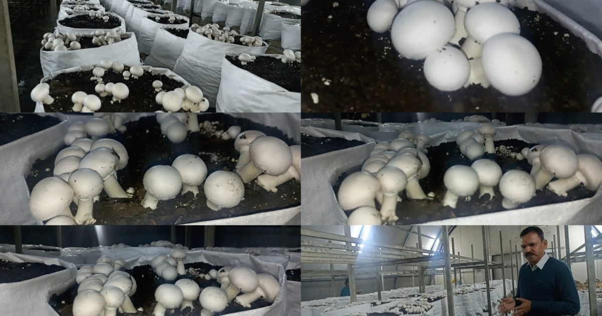Button mushroom farming is profitable in uttarakhand know how to get