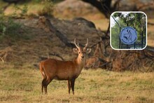  Bharatpur News: राजस्थान के सिर्फ इस उद्यान में हैं विलुप्त प्रजाति के हॉग हिरण, जानिए विशेषता 