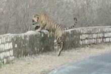 Alwar news: बाला किला जंगल की सड़क पार करता दिखा बाघ का शावक, पर्यटकों ने बनाई Video