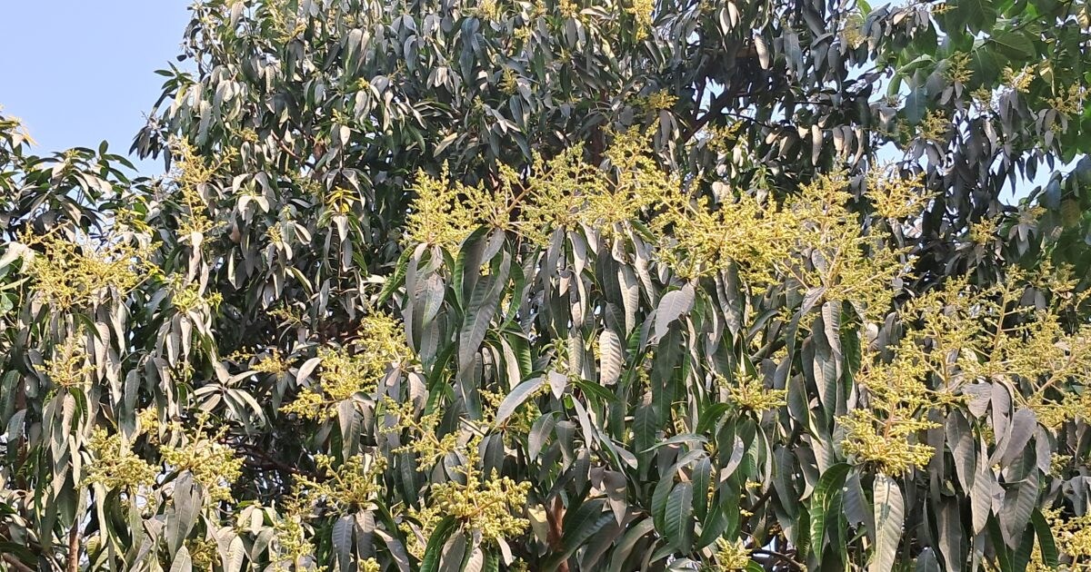 Is your mango tree infested with honeybees spray in the evening for ...