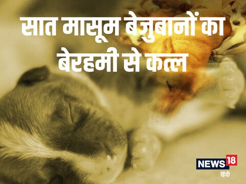 ग्वालियर में कुत्ते के सात बच्चों की हत्या कर दी गई थी