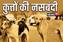 मुजफ्फरपुर में आवारा कुत्तों की नसबंदी के लिए 1 करोड़ का बजट, नगर निगम ने बनाया मेगा प्लान