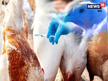 अब दुनिया पर बर्ड फ्लू का खतरा! क्या इंसानों के लिए भी मुश्किल, जानें हर जवाब