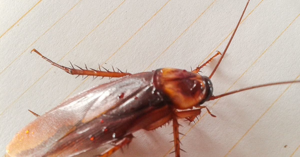 5 tips to get rid of cockroach baking soda peppermint oil kerosene