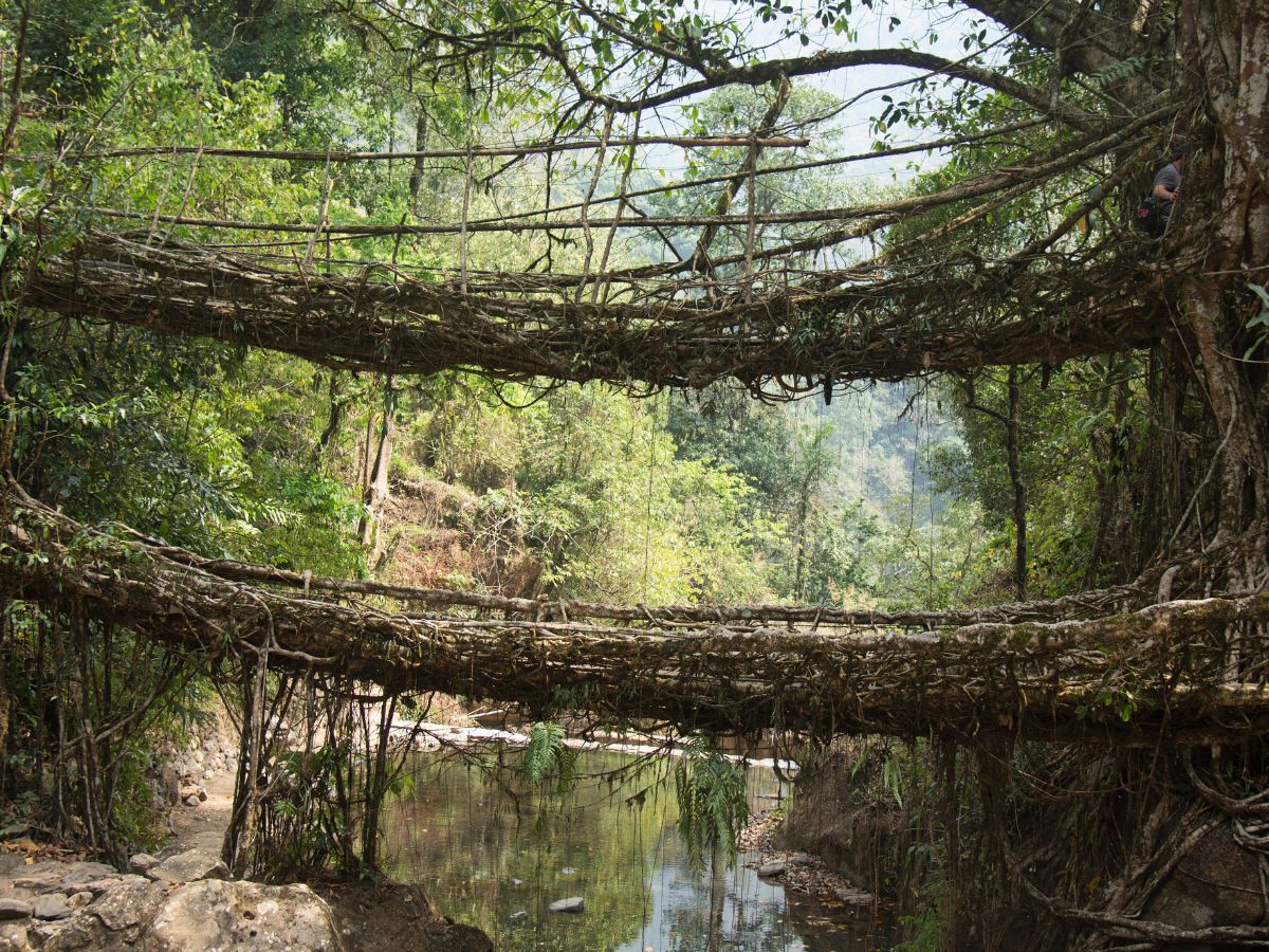  आपने इस डबल डेकर लिविंग रूट ब्रिज (Double Decker Living Root Bridge) को इंटरनेट या किसी टीवी चैनल पर जरूर देखा होगा. मेघालय के जंगलों में स्थित ये प्राकृतिक रूप से निर्मित ब्रिज तकरीबन 200 साल पुराना है. यह ब्रिज पर्यटकों के बीच काफी लोकप्रिय हैं और देश विदेश से लोग इसे देखने और फोटोग्राफी करने यहां आते हैं. यह ब्रिज हरियाली और जंगलों के बीच रहस्‍यों से भरा नजर आता है. Image : Canva