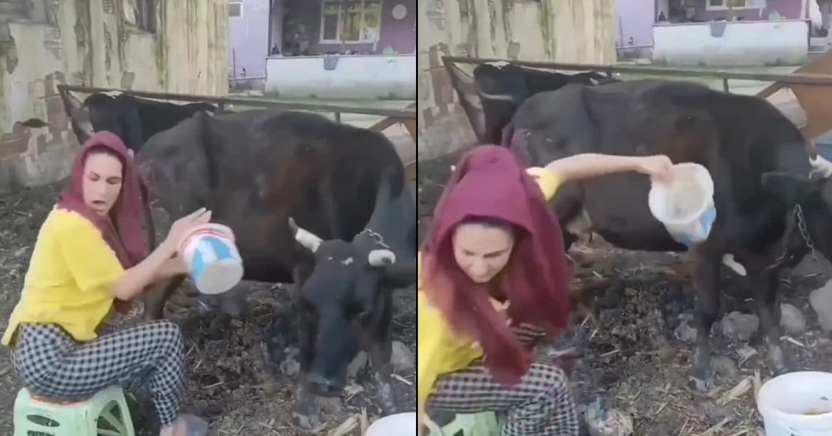 Trending news: Viral Video: English girl sitting to extract milk, the cow kicked her, then what happened... will make you laugh - Hindustan News Hub Trending news: Viral Video: English girl sitting to extract milk, the cow kicked her, then what happened... will make you laugh - Hindustan News Hub