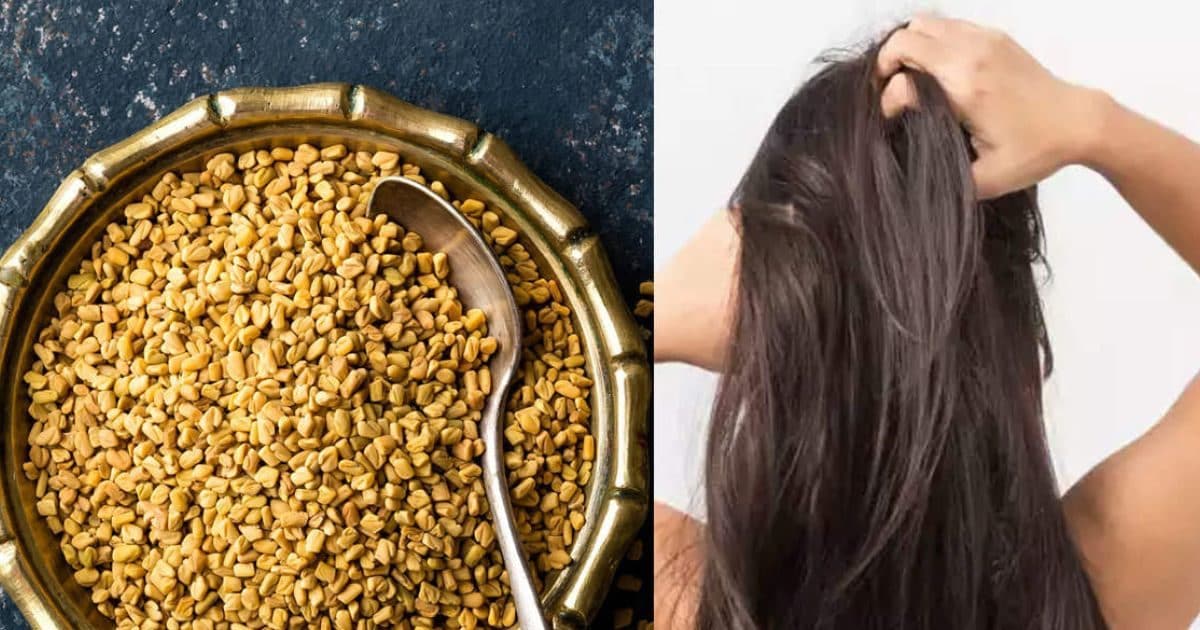Trending news: Use fenugreek seeds in this way, hair fall will stop in a  few days, white hair will also get relief - Hindustan News Hub