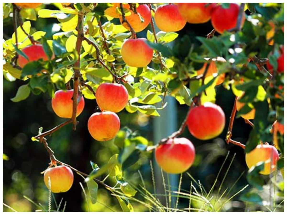 Fruit salad tree 8 different fruits at the same tree where is this rare