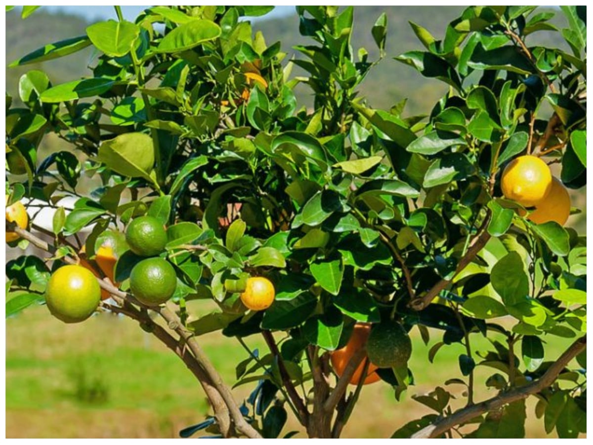 Fruit salad tree 8 different fruits at the same tree where is this rare