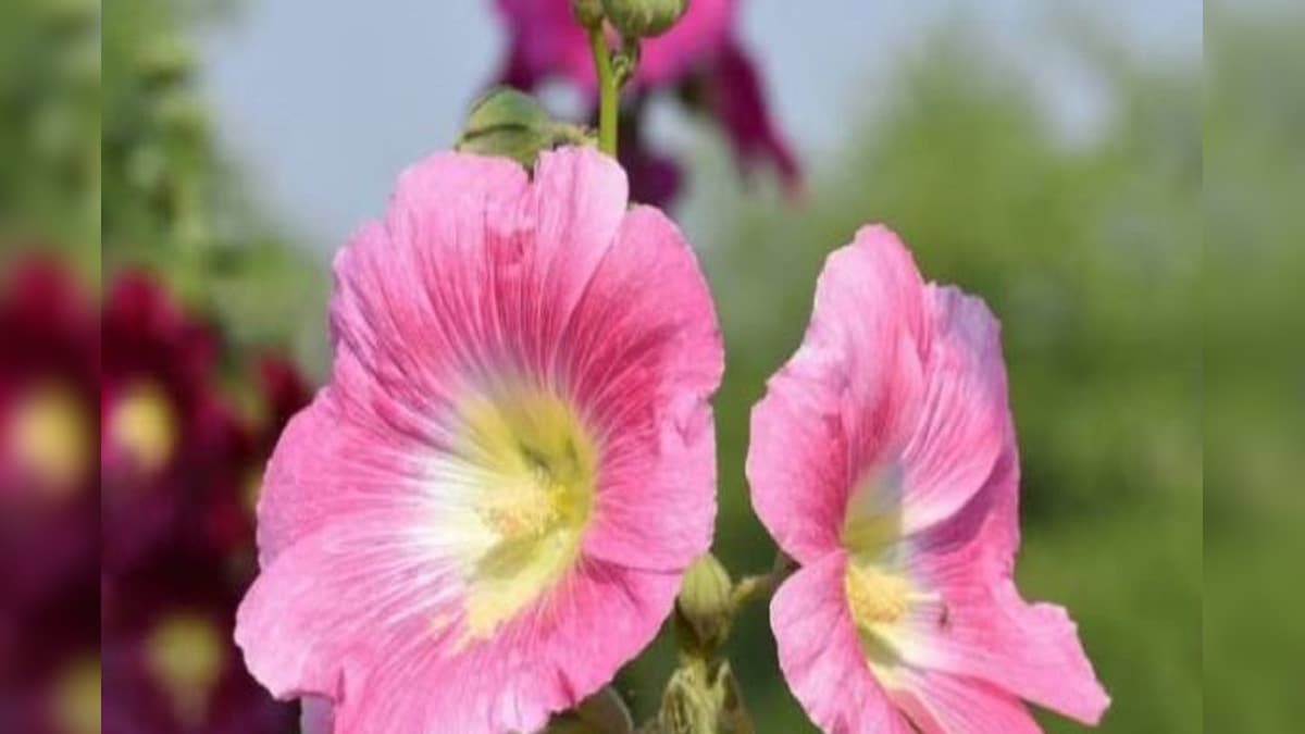 Business Idea: 'गुलखैरा' की खेती से यूपी के किसानों की चांदी, जड़-तना से लेकर बीज तक बिकता है, 1 क्विंटल की कीमत सुनकर चकरा जाएगा सिर