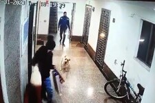 सोसाइटी की लिफ्ट से बाहर बच्ची पर कुत्ते का हमला, अटकी रही मां-बेटी की सांसें